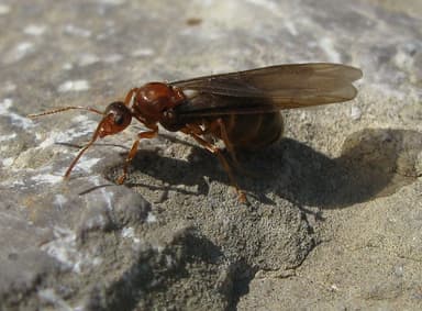 Prenolepis imparis photo 142