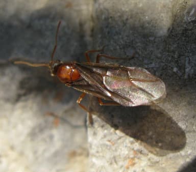 Prenolepis imparis photo 143