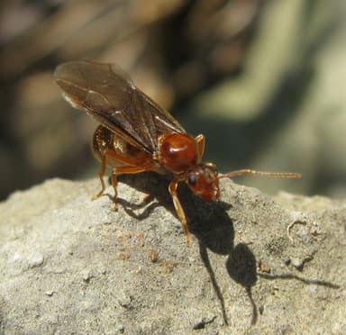 Prenolepis imparis photo 144