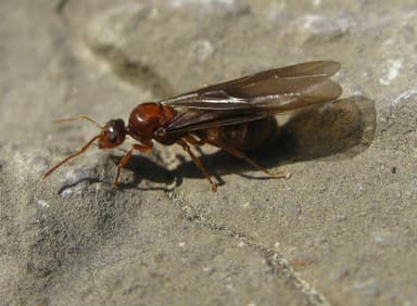 Prenolepis imparis photo 145