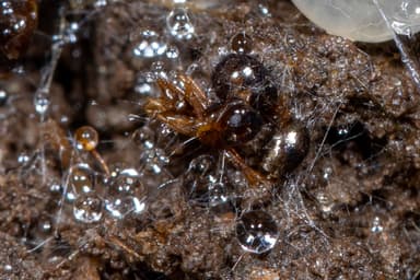 Prenolepis imparis photo 148