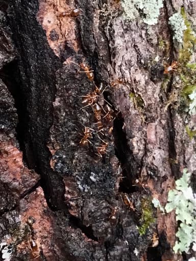 Prenolepis imparis photo 149