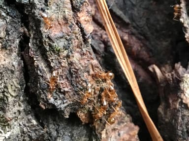 Prenolepis imparis photo 150