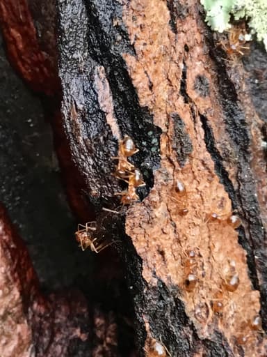 Prenolepis imparis photo 151