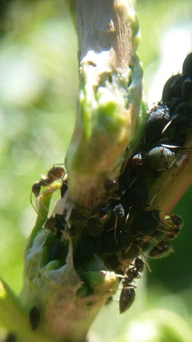 Prenolepis imparis photo 153
