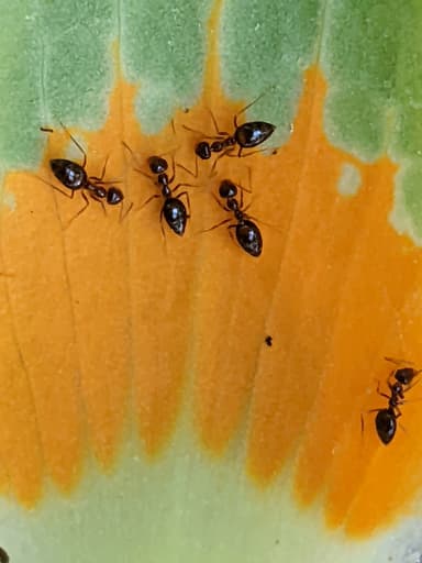 Prenolepis imparis photo 155