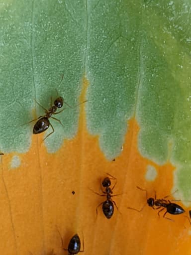 Prenolepis imparis photo 157