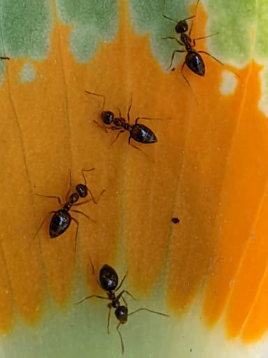 Prenolepis imparis photo 158