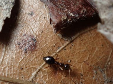 Prenolepis imparis photo 159