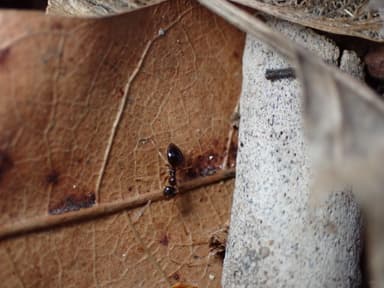 Prenolepis imparis photo 160