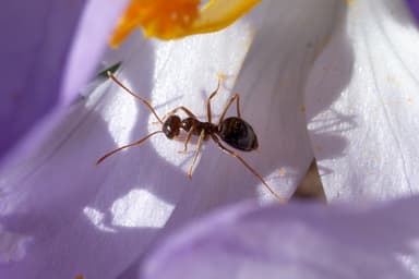 Prenolepis imparis photo 162