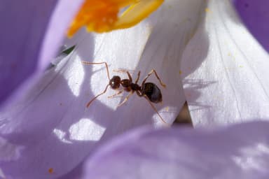 Prenolepis imparis photo 163