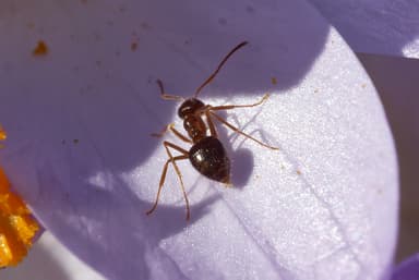 Prenolepis imparis photo 164
