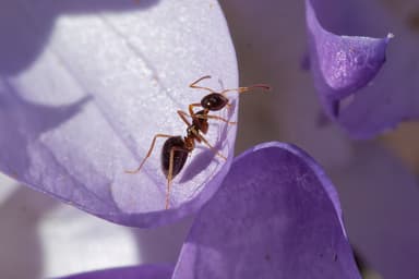 Prenolepis imparis photo 165