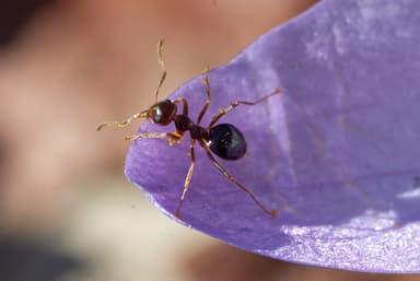 Prenolepis imparis photo 167