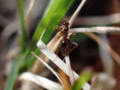 Prenolepis imparis photo 168