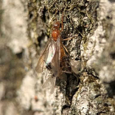 Prenolepis imparis photo 169