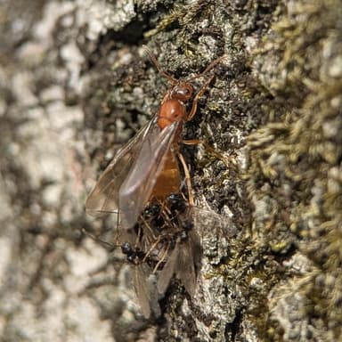 Prenolepis imparis photo 170