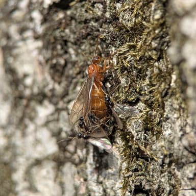 Prenolepis imparis photo 171