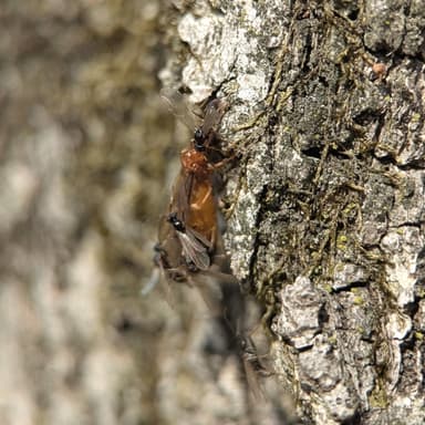 Prenolepis imparis photo 172