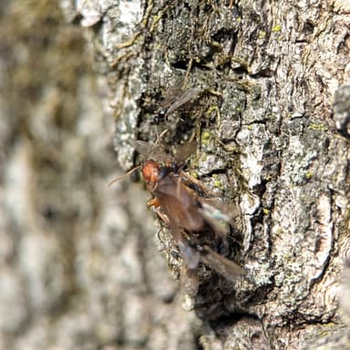 Prenolepis imparis photo 173