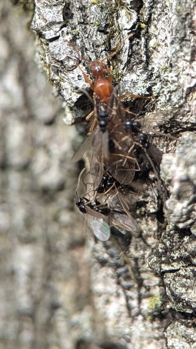 Prenolepis imparis photo 174