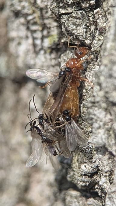 Prenolepis imparis photo 175