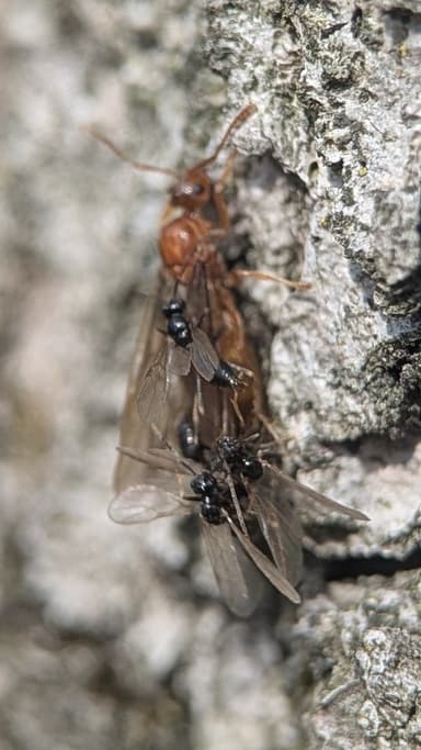 Prenolepis imparis photo 176