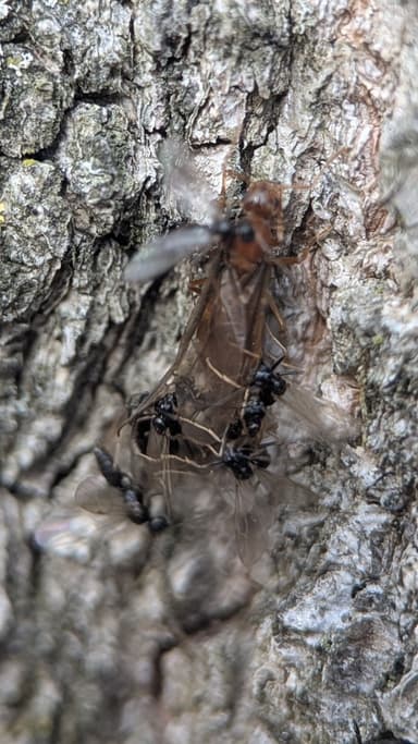 Prenolepis imparis photo 178