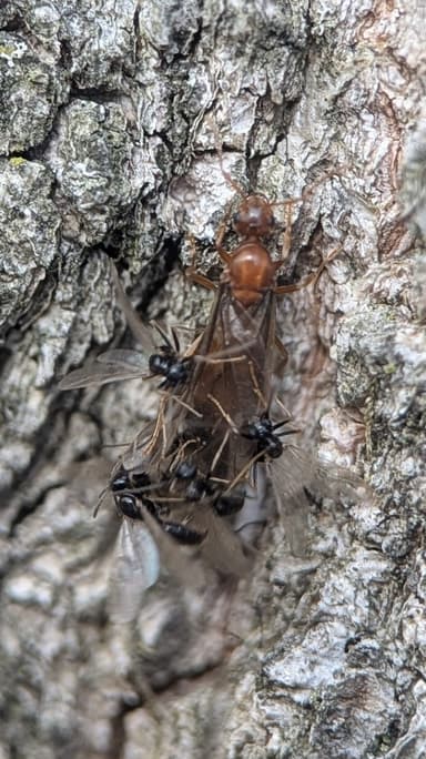 Prenolepis imparis photo 179