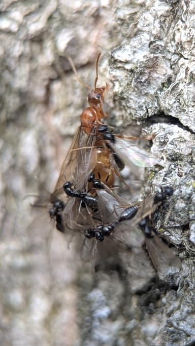 Prenolepis imparis photo 180