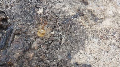 Prenolepis imparis photo 181
