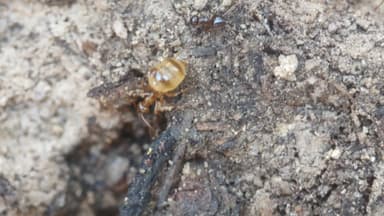Prenolepis imparis photo 182