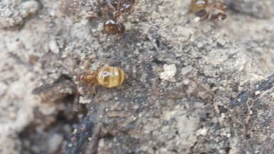 Prenolepis imparis photo 183