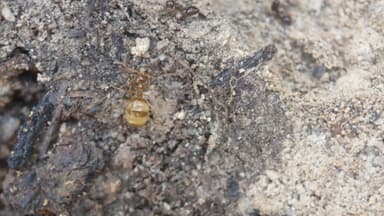 Prenolepis imparis photo 184