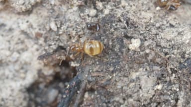 Prenolepis imparis photo 185