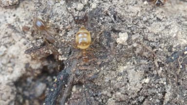 Prenolepis imparis photo 186