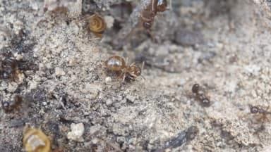 Prenolepis imparis photo 187