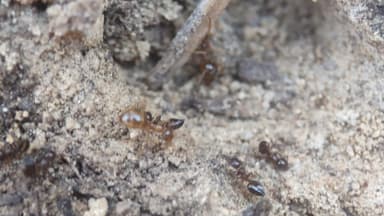 Prenolepis imparis photo 188