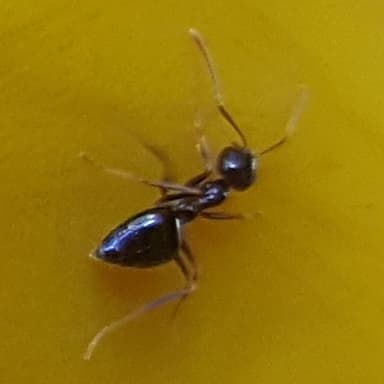 Prenolepis imparis photo 189