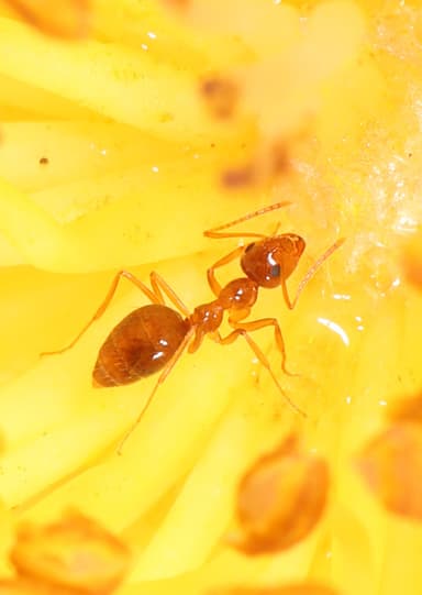 Prenolepis imparis photo 190