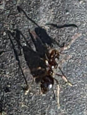 Prenolepis imparis photo 194