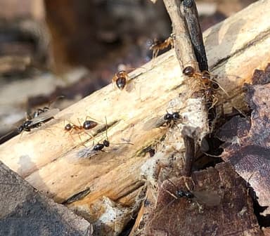 Prenolepis imparis — queen photo 195