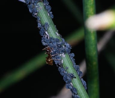 Prenolepis imparis photo 197