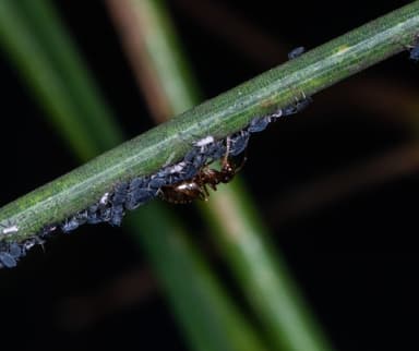 Prenolepis imparis photo 198