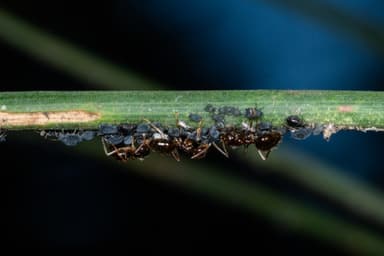 Prenolepis imparis photo 199