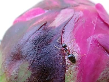 Prenolepis imparis photo 200