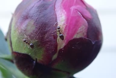 Prenolepis imparis photo 201