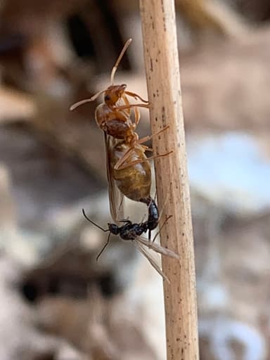 Prenolepis imparis — queen photo 203