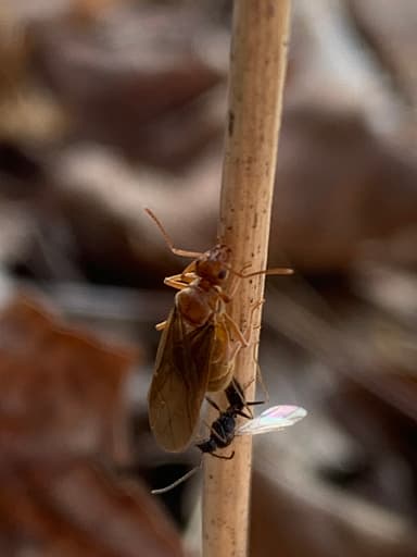 Prenolepis imparis — queen photo 204